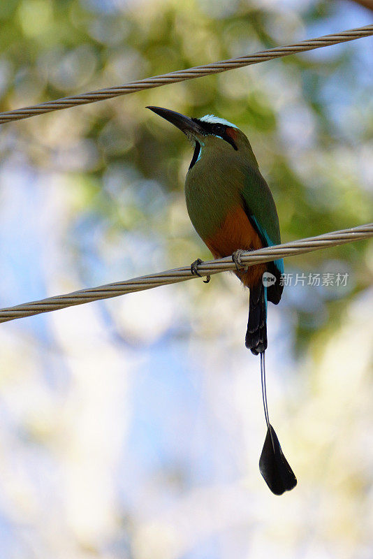 Turquoise-browed motmot